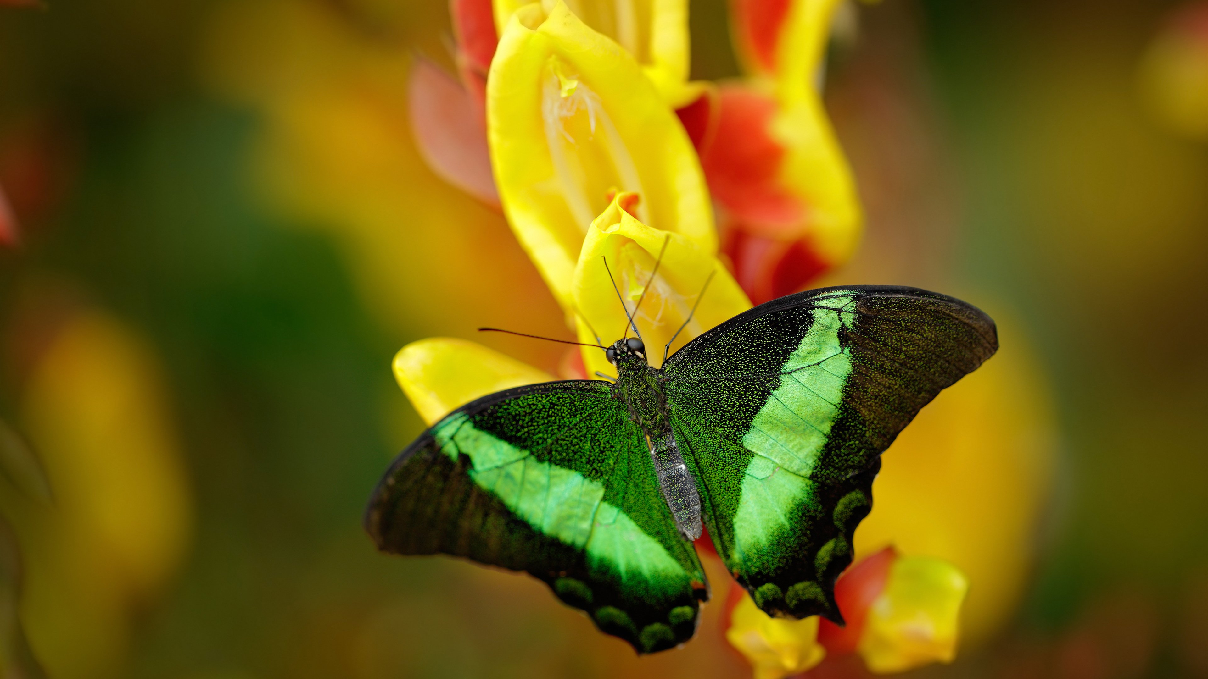东方闪电刺穿黄色潜水艇，久保建英导演梅阿查奇迹