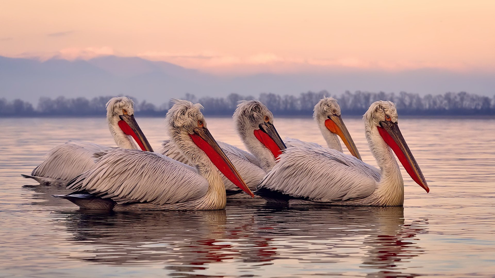 双线辉煌，哥斯达黎加压制智利展团队之力，克瓦拉茨赫利亚英超争冠显个人魔力