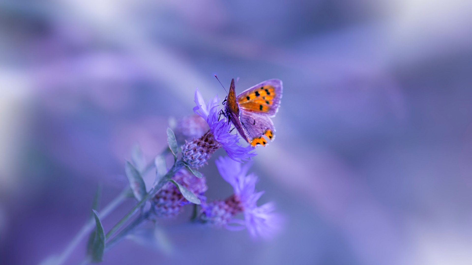 马赛击溃摩纳哥，金玟哉成关键先生—铁卫一柱擎天，破敌于无形