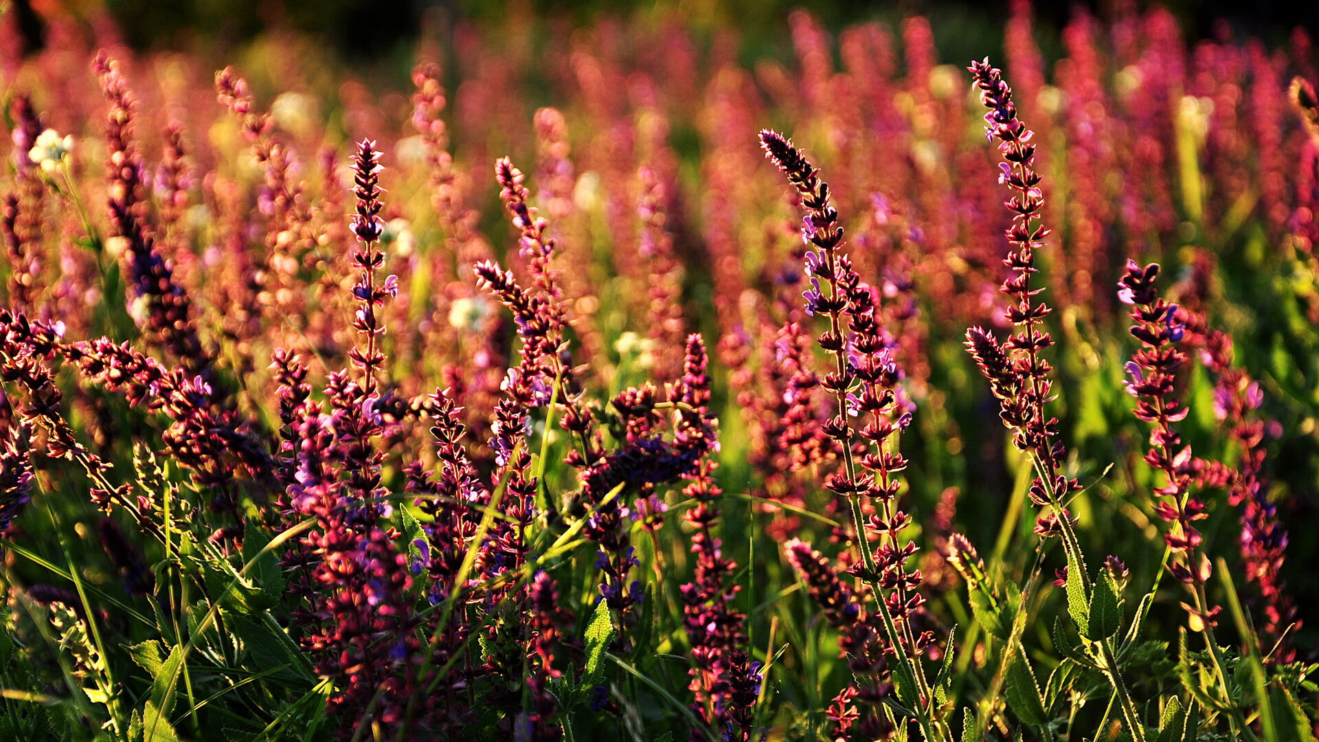 轰鸣与棋局,当F1战术与贝林厄姆的防守术相遇