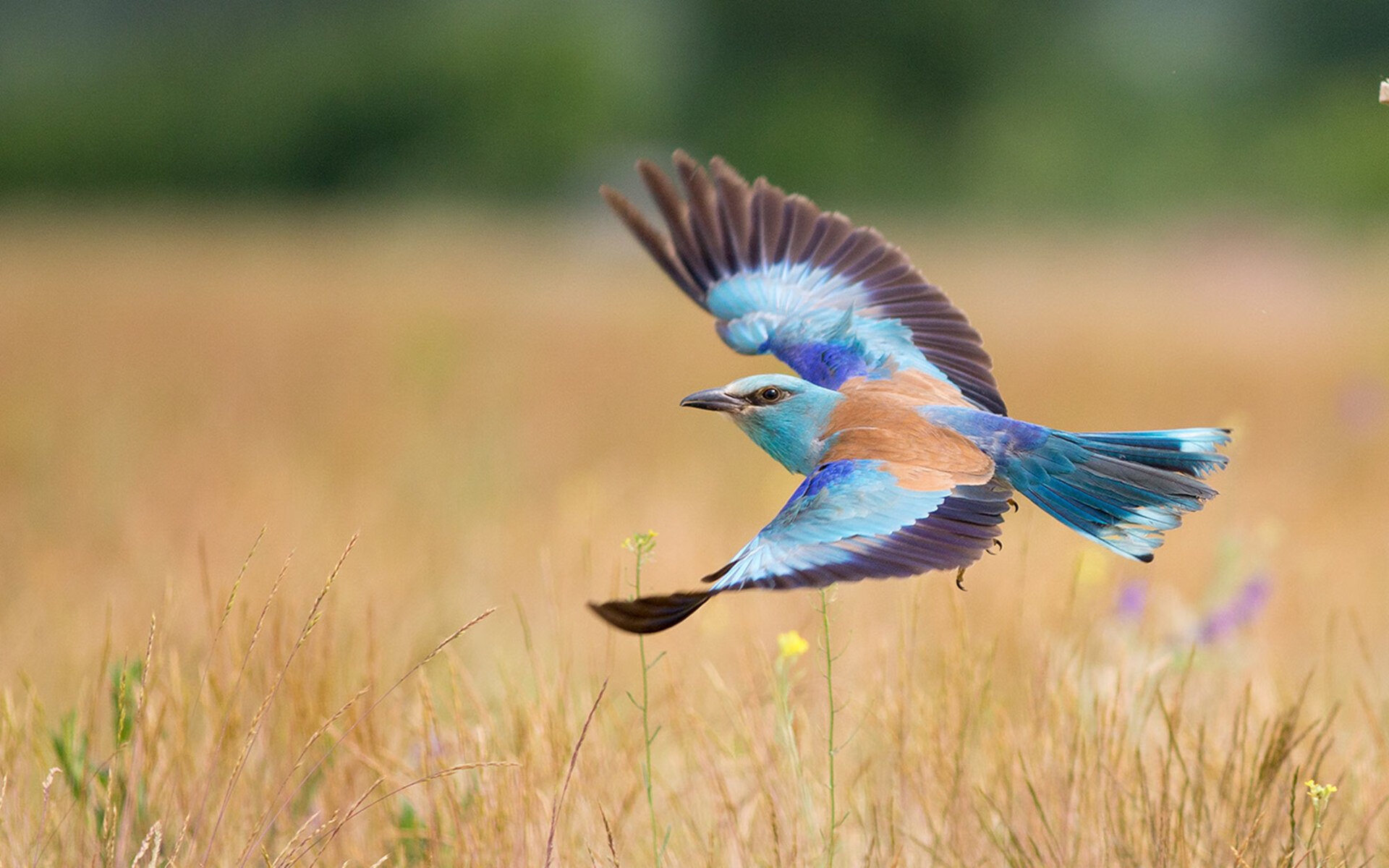 西亚卡姆利剑出鞘,天赋的碾压,还是战术的完胜?