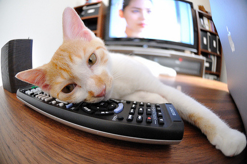 文班亚马连斩12分掀翻明尼苏达!爵士闪电战击溃森林狼双塔