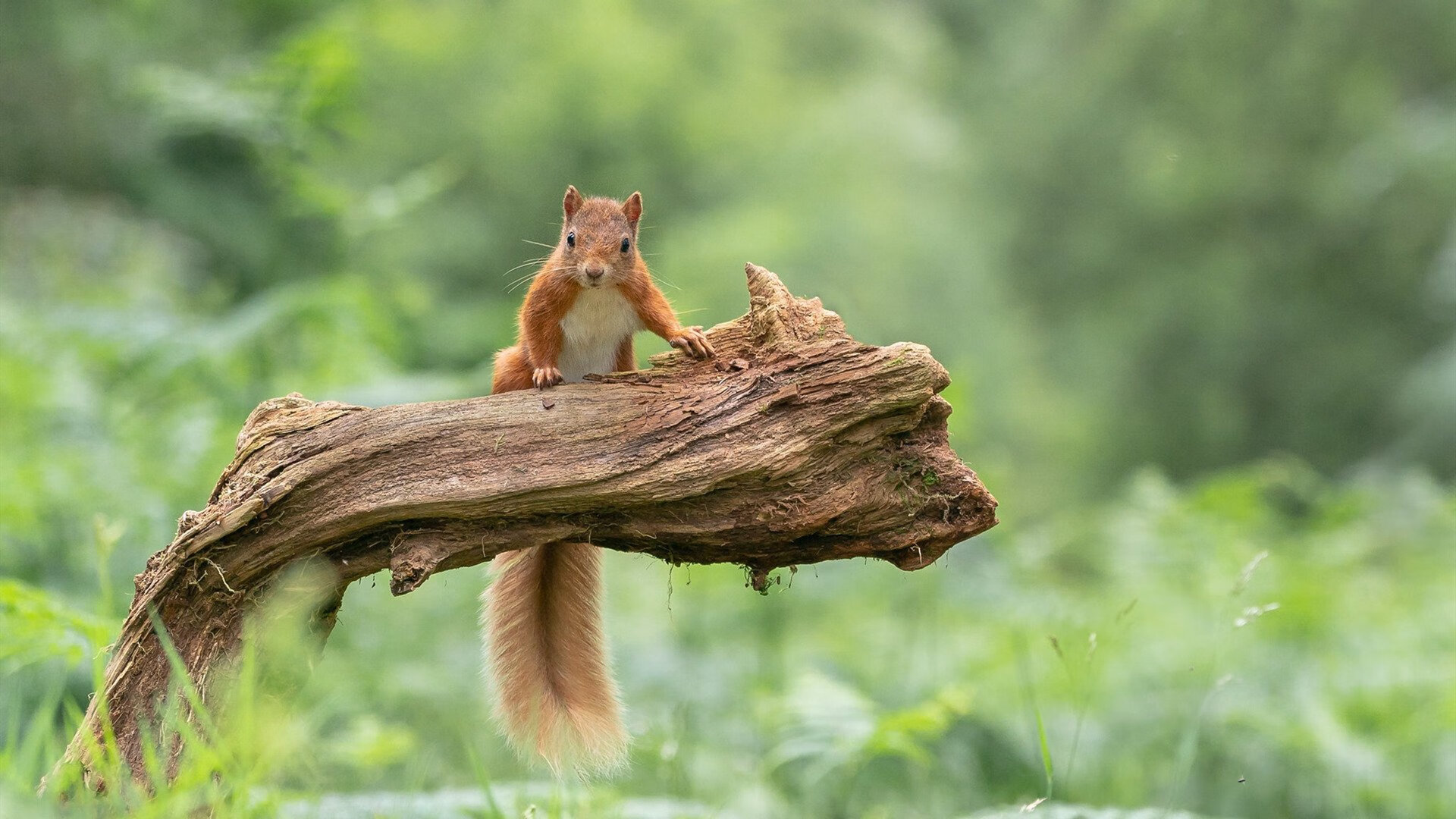 沉寂中炸响惊雷，金玟哉一球改写亚洲足球的欧冠史诗