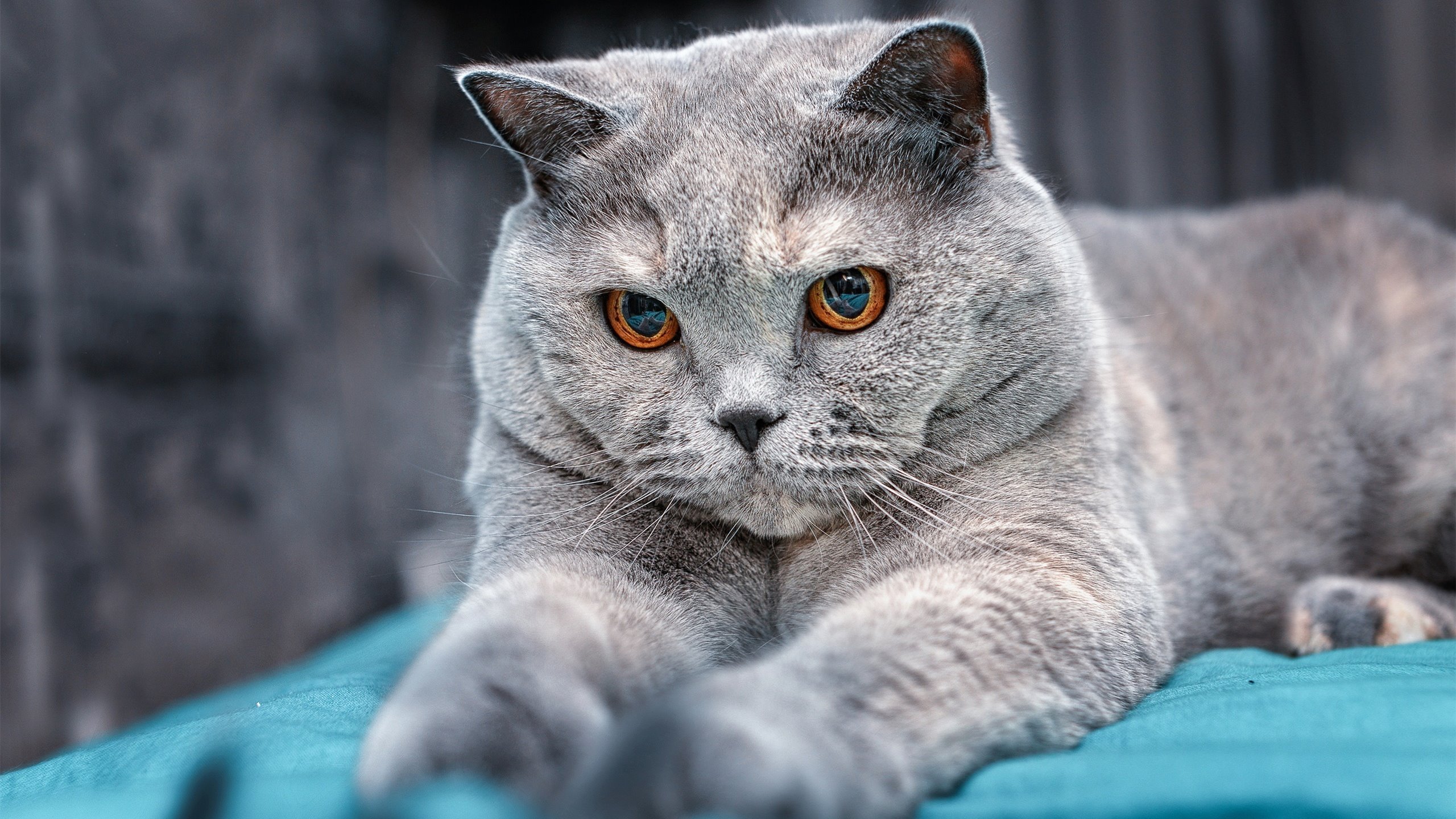 佛罗伦萨对阵牙买加，李刚仁的节奏完全掌控