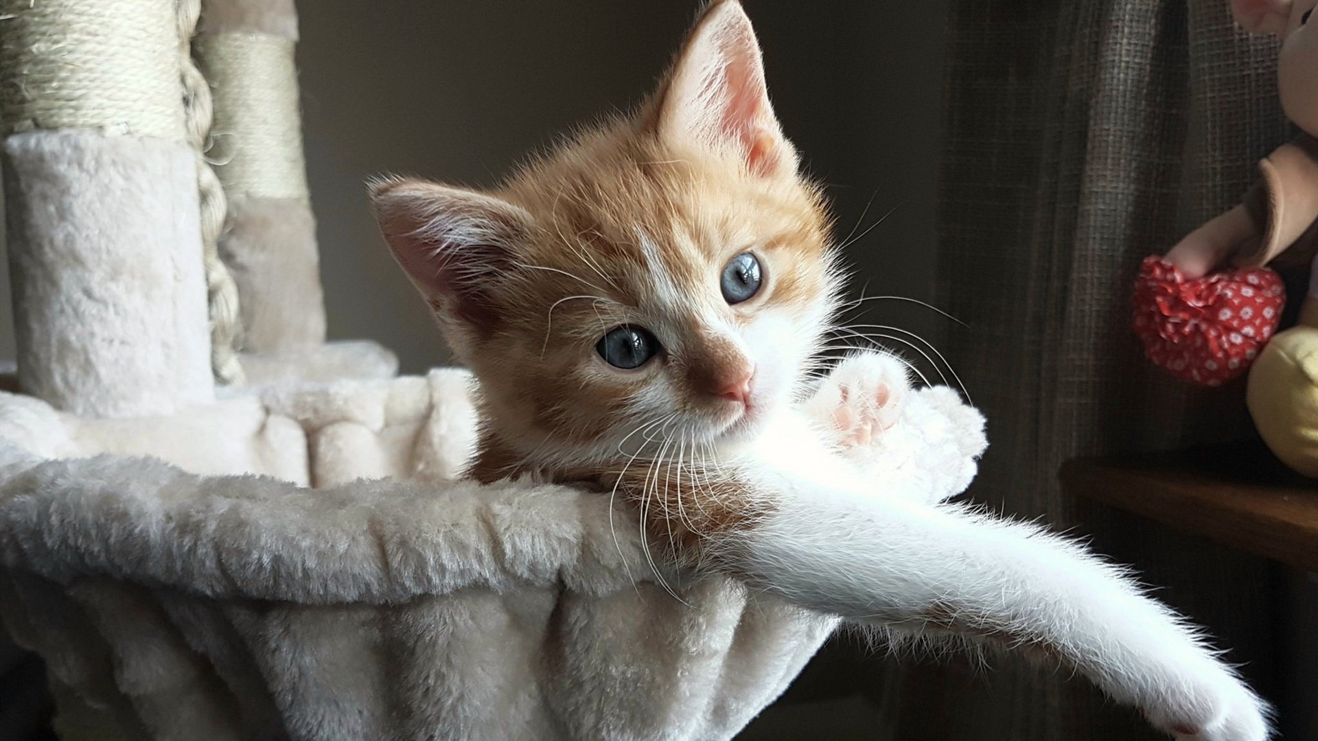 美加墨世界杯焦点战氛围下的NBA对决，凯尔特人完胜老鹰