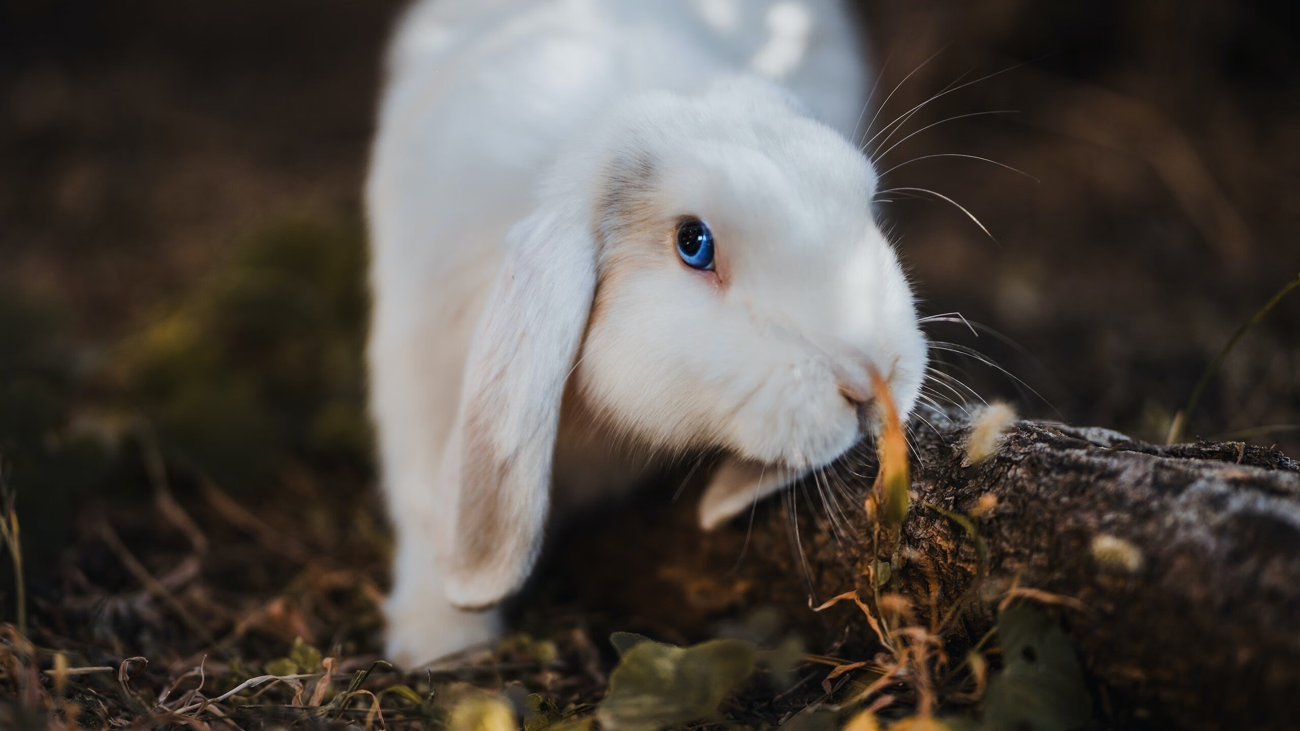 小个子,大心脏,马克西率骑士队击破吉林
