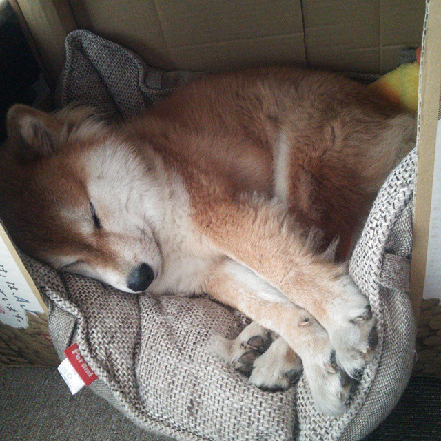 约基奇末节封神！灰熊队险胜山西队的背后，篮球世界正在发生微妙位移