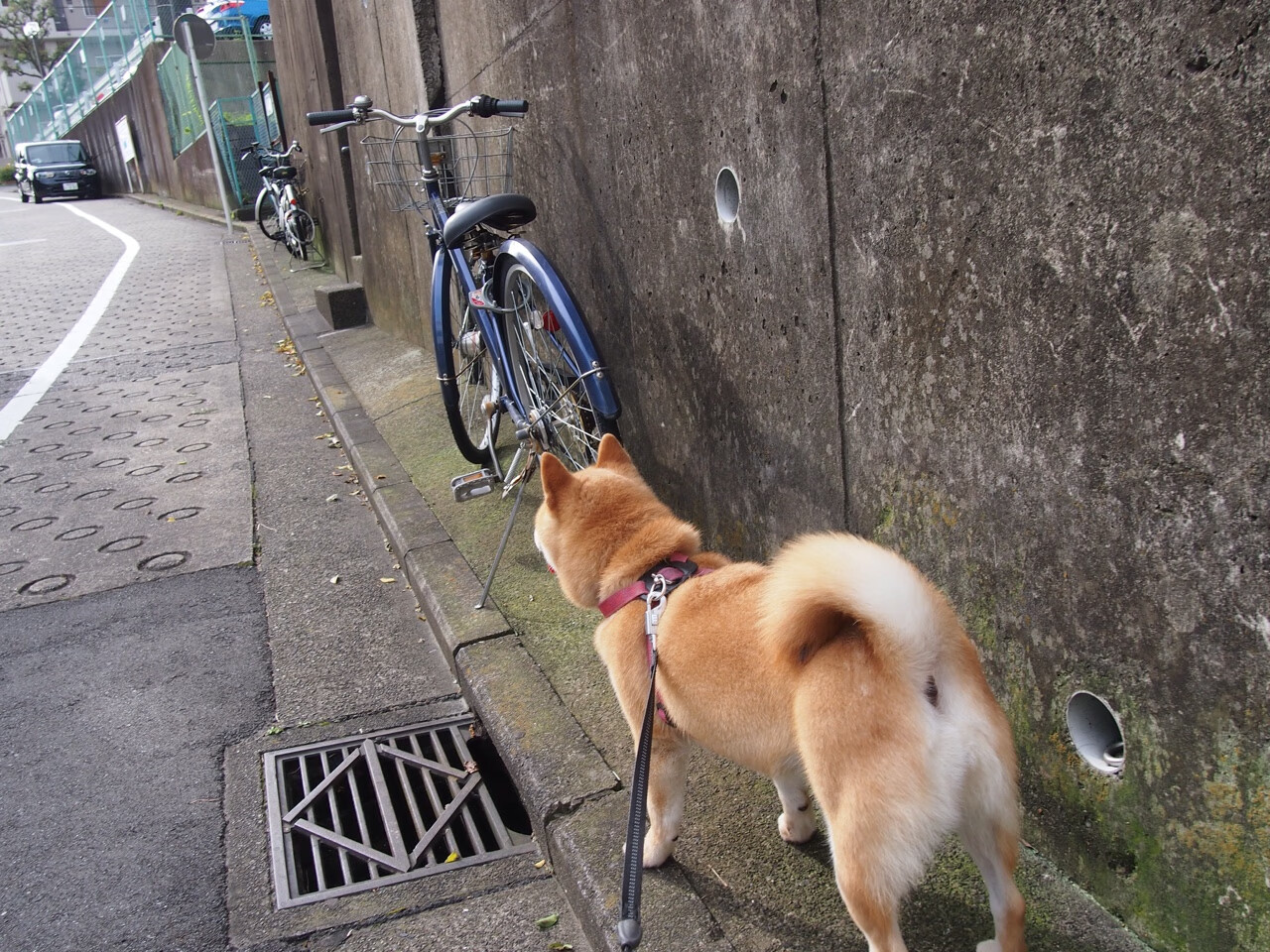 篮球世界的双城记,浙江强行终结魔术,哈登一剑封喉