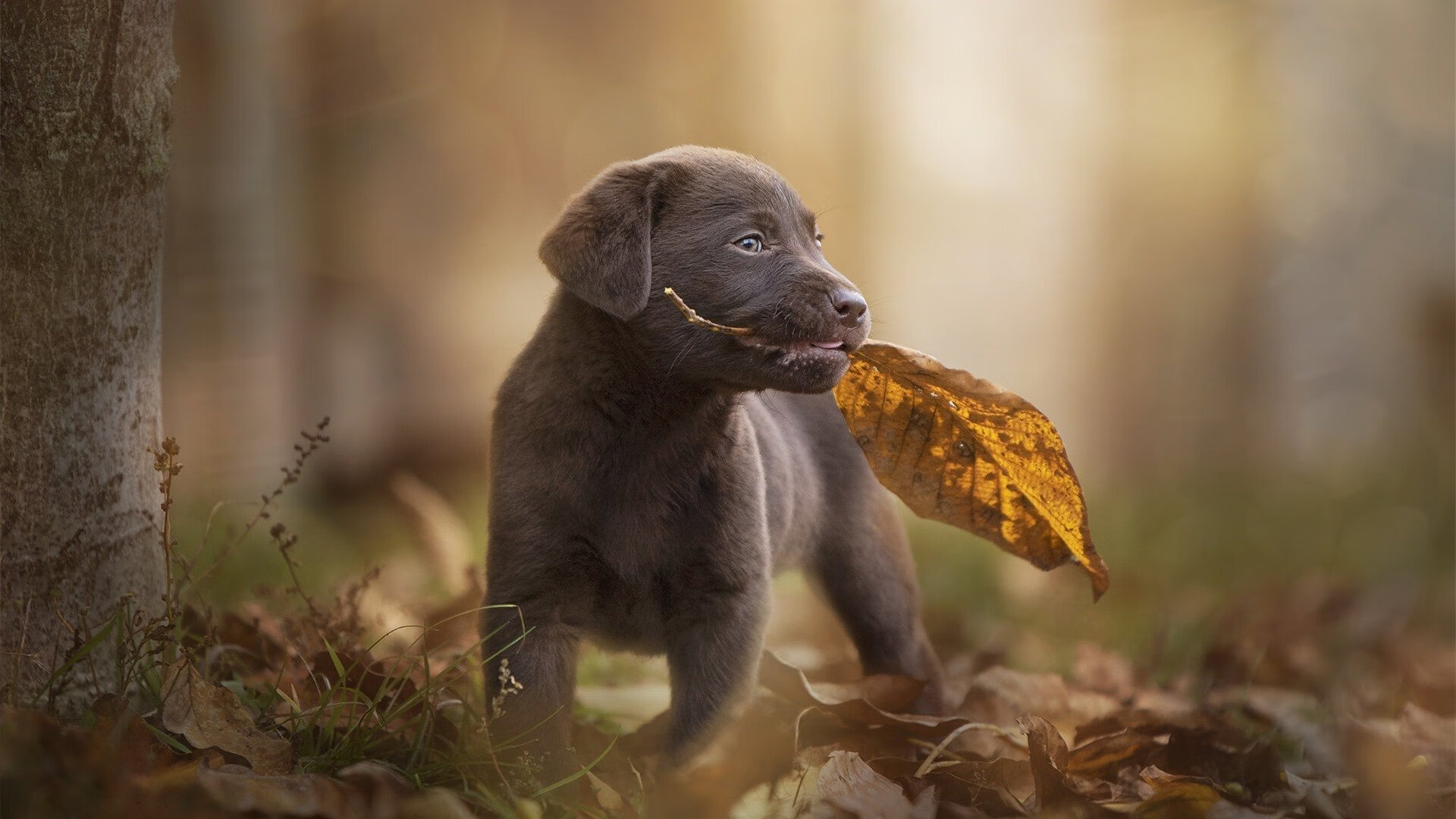沉默杀手,英格拉姆如何用安静的方式,在丹佛高原引爆大场面