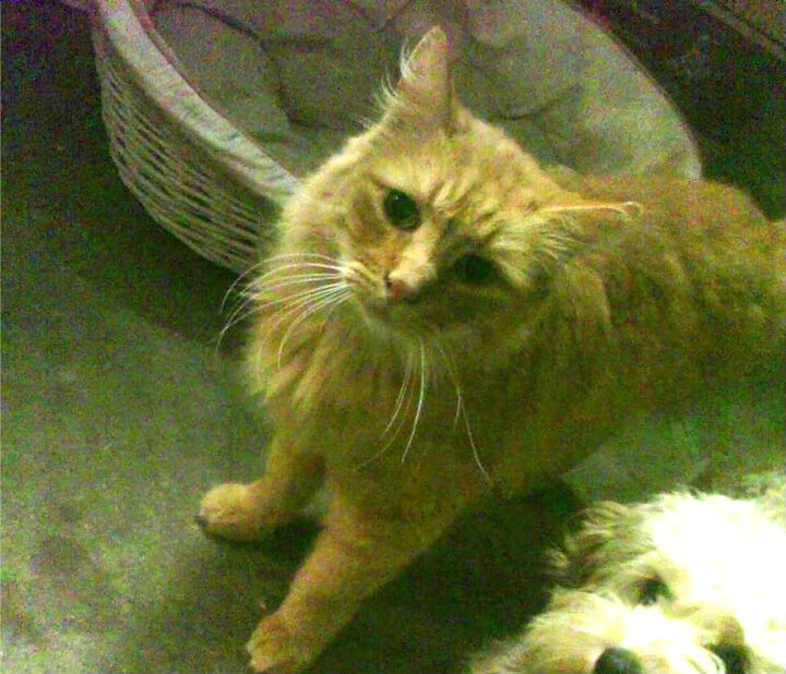 冰与火的对决，当范弗利特三分火雨，遭遇国王冰封时刻的致命一枪