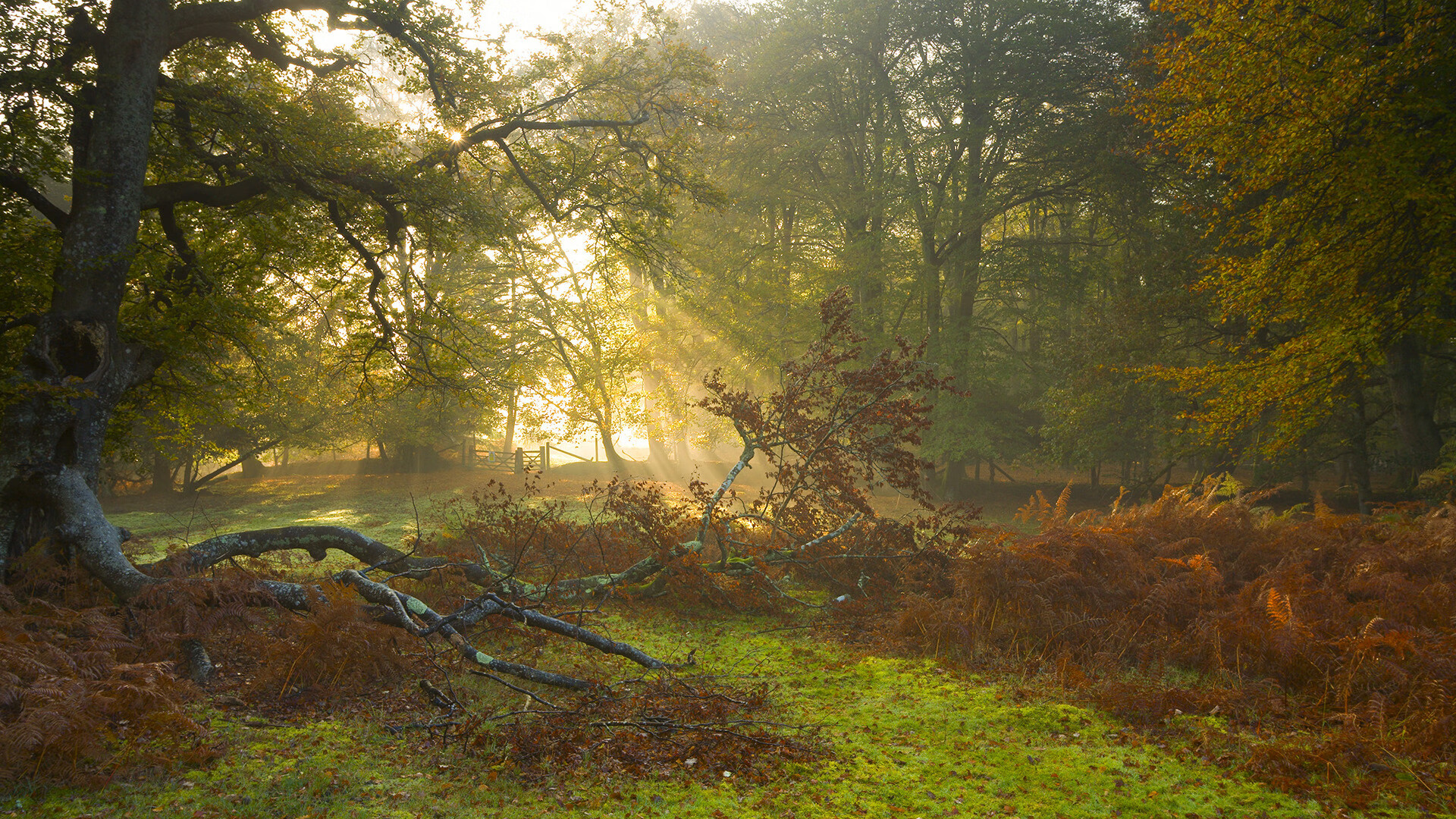 约基奇50分之夜难敌命运,魔术0.2秒奇迹撕碎太阳